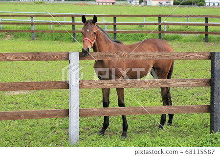 馬純種馬 68115587