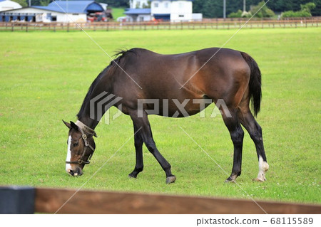 馬純種馬 68115589