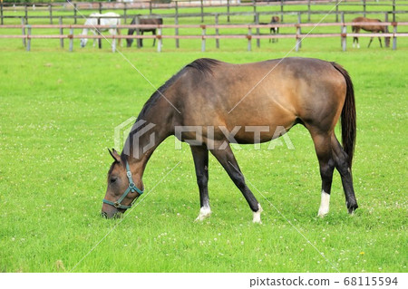 Horse thoroughbred Horse thoroughbred 68115594