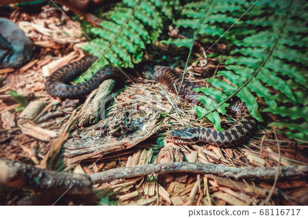 Asp viper in forest Asp viper in forest 68116717