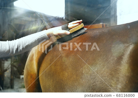 Selective focus. Girl grooming horse with brush. Children on ranch 68116800