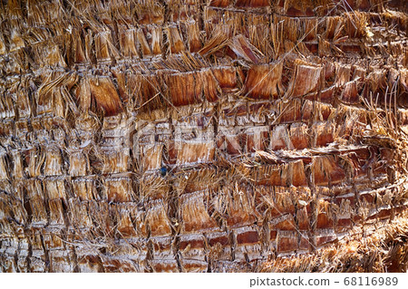 palm tree trunk texture palm tree trunk texture 68116989
