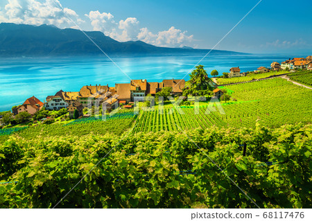 Green vineyards in Lavaux region near Rivaz village, Vaud, Switzerland Green vineyards in Lavaux region near Rivaz village, Vaud, Switzerland 68117476
