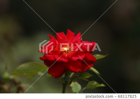 Arao City Ooyamai citizen flower bed Roses flower Arao City Ooyamai citizen flower bed Roses flower 68117825