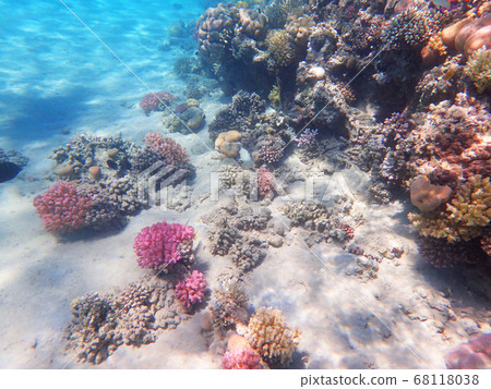 coral reef in egypt coral reef in egypt 68118038