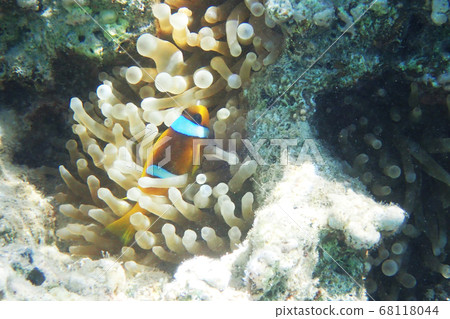orange nemo clown fish orange nemo clown fish 68118044