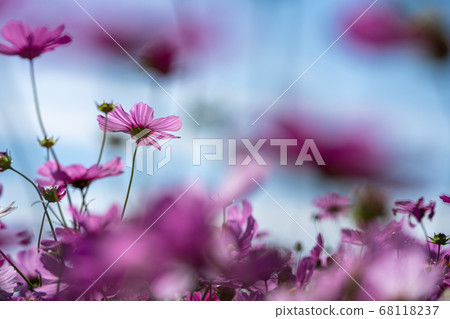 波斯菊波斯菊秋櫻秋櫻 波斯菊波斯菊秋櫻秋櫻 68118237