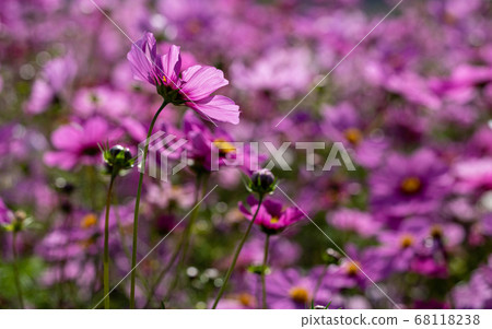 波斯菊波斯菊秋櫻秋櫻 波斯菊波斯菊秋櫻秋櫻 68118238