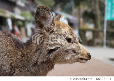 Deer change in Nara Park 68118924