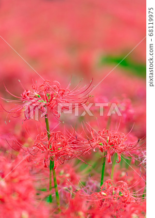 Cluster amaryllis 68119975