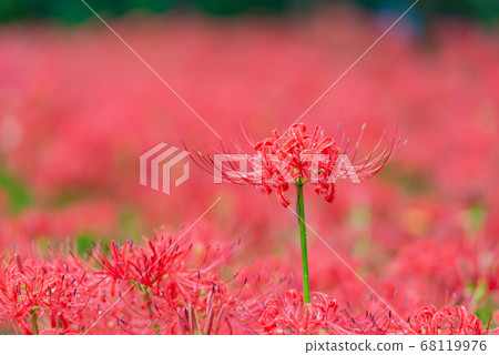 Cluster amaryllis 68119976