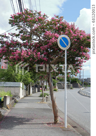 路邊的樹 68120013