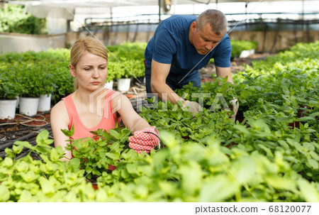 Man and woman gardeners working with peppermint seedlings 68120077