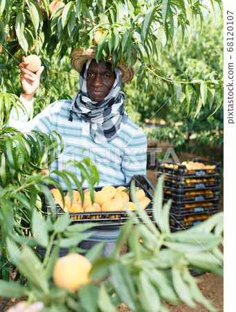 Owner of orchard harvesting peaches Owner of orchard harvesting peaches 68120107
