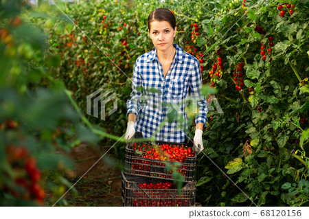 Female farmer arranging boxes with cherry tomatoes in greenhouse 68120156