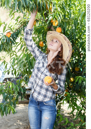 Woman farmer harvesting peaches 68120200