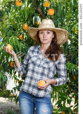 Female owner of orchard harvesting peaches Female owner of orchard harvesting peaches 68120205