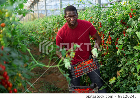 African american farmer with box of ripe red... - Stock Photo [68120243 ...