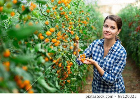 Female farmer cultivates yellow tomato growth Female farmer cultivates yellow tomato growth 68120325