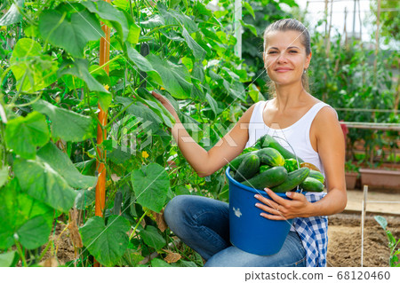 Young woman gardener during harvesting of fresh cucumbers Young woman gardener during harvesting of fresh cucumbers 68120460