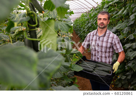 Farmer carrying box with picked cucumbers in greenhouse 68120861