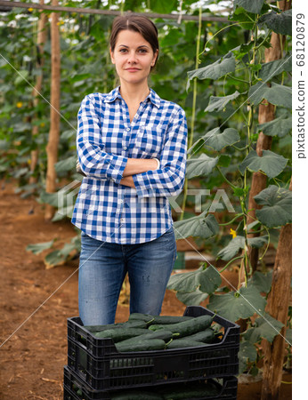 Portrait of woman engaged cucumbers in cultivation in glasshouse 68120879