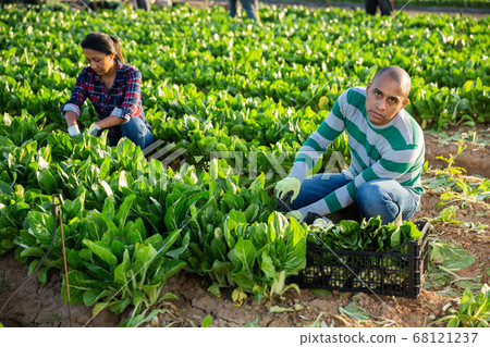 Latino male farmer picking chard on field Latino male farmer picking chard on field 68121237