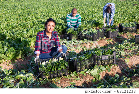 Latino female farmer carries boxes with ripe chard on the field Latino female farmer carries boxes with ripe chard on the field 68121238