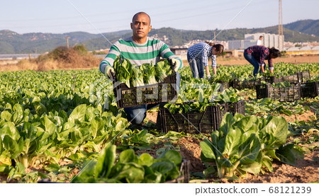 Worker carries plastic box with harvest of chard 68121239