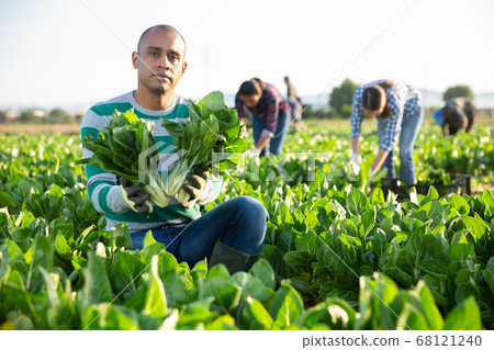 Latino male farmer showing freshly picked chard Latino male farmer showing freshly picked chard 68121240