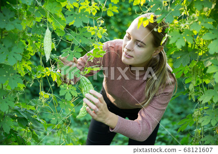 Woman taking care of chinese cucumber Woman taking care of chinese cucumber 68121607