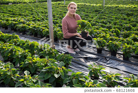 Woman farmer checking quality of Poinsettia Woman farmer checking quality of Poinsettia 68121608