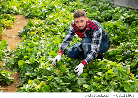 Farmer caring for green plants in greenhouse 68121662