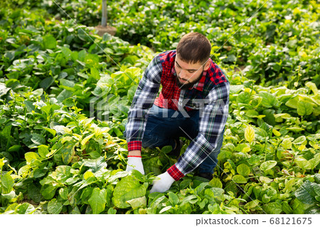 Worker supervising growth of young houseplants Worker supervising growth of young houseplants 68121675