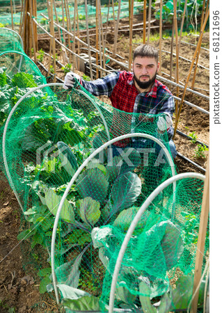 Farmer pulls protective net on greenhouse Farmer pulls protective net on greenhouse 68121696