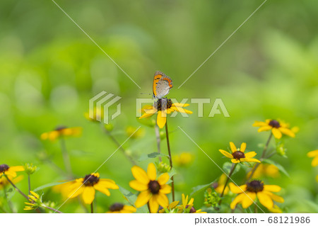 花和蝴蝶 68121986