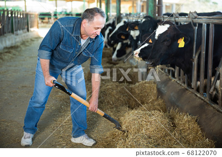 Portrait of man who is feeding cows Portrait of man who is feeding cows 68122070