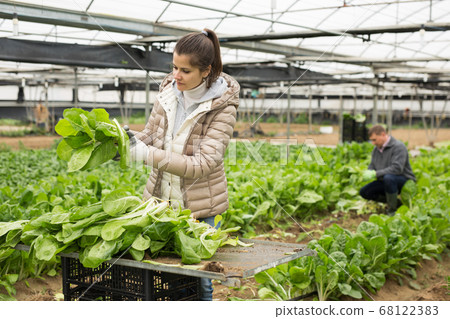 Successful male and female gardeners with spinach in a greenhouse Successful male and female gardeners with spinach in a greenhouse 68122383