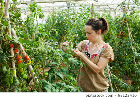Woman working in glasshousw 68122410