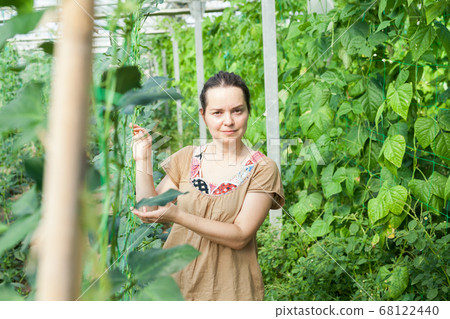 Woman working in glasshousw 68122440