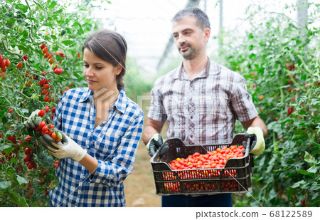 Man and woman harvest cherry tomatoes in greenhouse Man and woman harvest cherry tomatoes in greenhouse 68122589