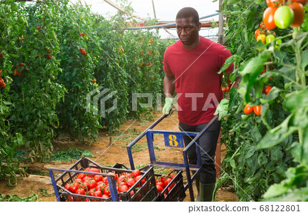 Aframerican farmer carrying handcart with picked tomatoes in greenhouse Aframerican farmer carrying handcart with picked tomatoes in greenhouse 68122801
