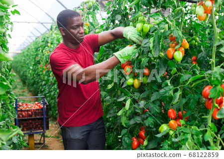 African american horticulturist harvesting red tomatoes in glasshouse 68122859