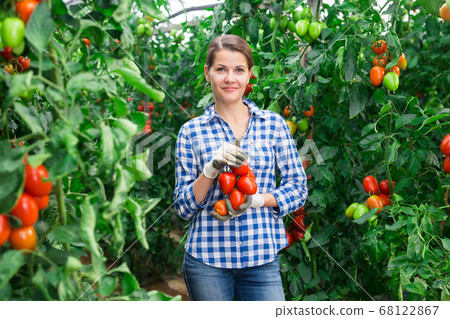 Female gardener standing with harvested plum tomatoes 68122867