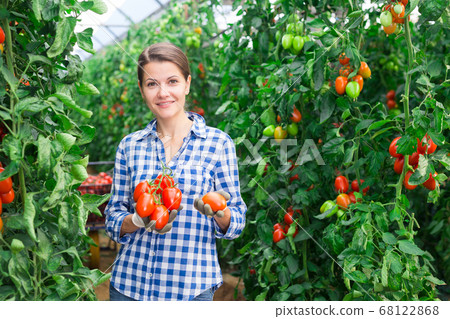 Female horticulturist happy with crop of plum tomatoes in hothouse Female horticulturist happy with crop of plum tomatoes in hothouse 68122868
