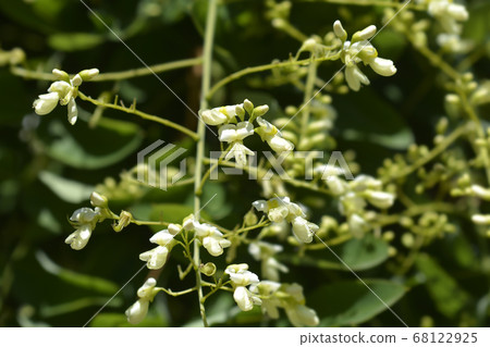 Weeping Japanese pagoda tree 68122925