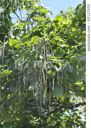 Common catalpa Common catalpa 68122930