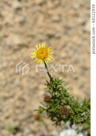 Golden samphire Golden samphire 68122939