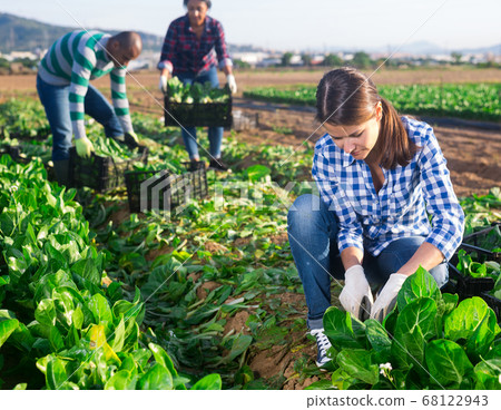 Female worker harvesting swiss chard on field Female worker harvesting swiss chard on field 68122943
