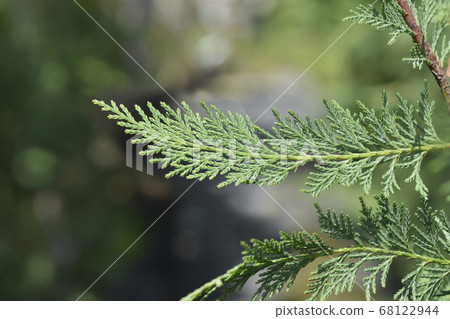 Leyland cypress Leyland cypress 68122944